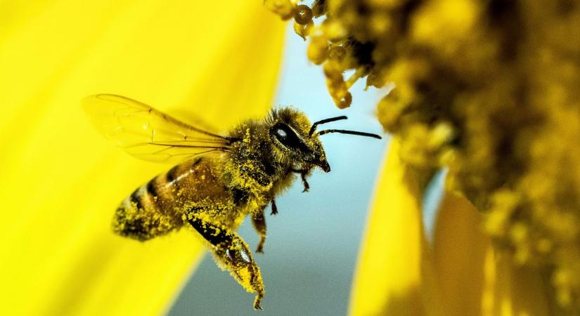 Ezért kellene minden nap méhpollent enned az immunológus szerint – Különösen, ha allergiás vagy a virágporra!