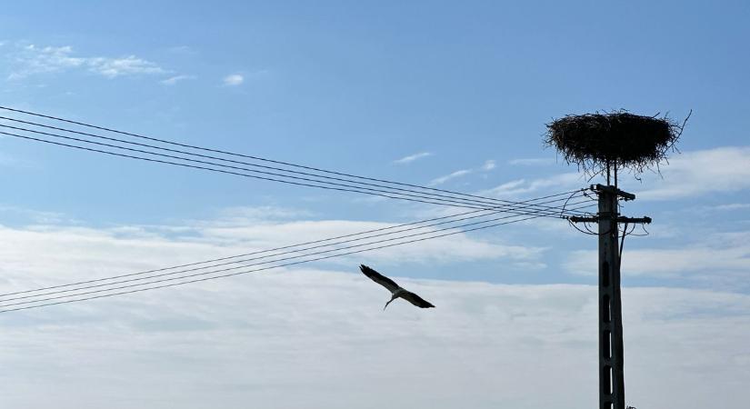 A tavasz tollas hírnökei