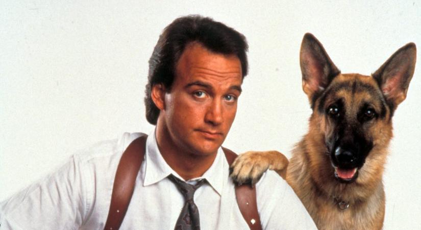 Jerry Lee vagy Rex felügyelő? Ez a híres filmes kutyákról szóló kvíz nem olyan egyszerű, mint hinnéd