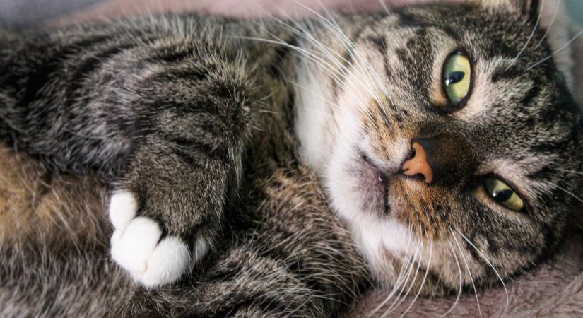 Szenzációs oka van a macskák függőleges pupillájának