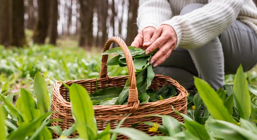 Több mint konyhai alapanyag: nem véletlenül vadásznak rá minden tavasszal
