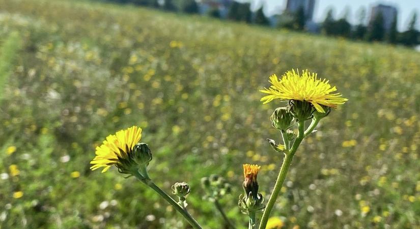 Gyógyító gazok: 5 ehető vadnövény, amelyekkel legyőzhető a tavaszi fáradtság