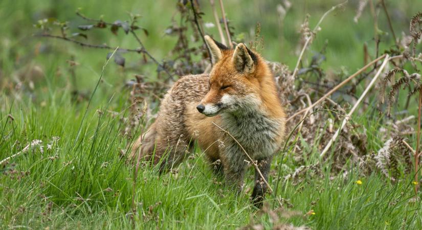 Életveszélyes jó szándék: miért tilos hozzányúlni a beteg rókákhoz?