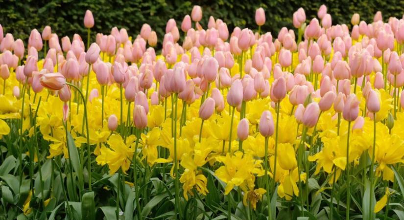 A leggyönyörűbb nárcisz és tulipánmezők, ahol szedni is szabad!
