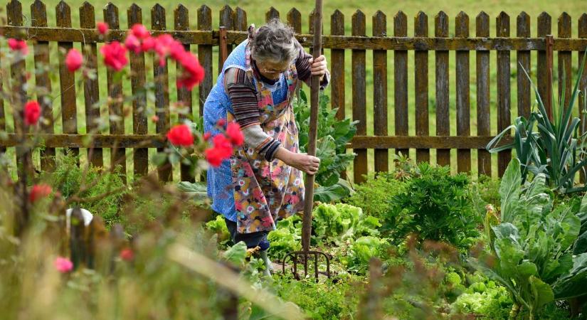 Zalában szinte minden kertben nő, mégis kevesen tudják, hogy ehető és főzete gyógyhatású