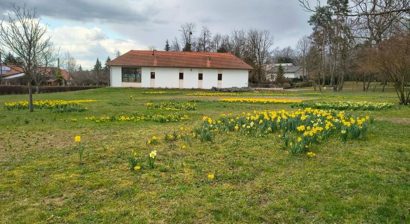 Virágba borul a Róma-hegy: idén is ingyen viszi az utasokat a Nárciszünnep buszjárat