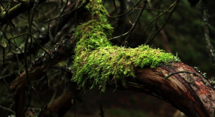 A Planet Budapest 2026 Expón ülésezik az Erdészeti Klímaadaptációs Fórum