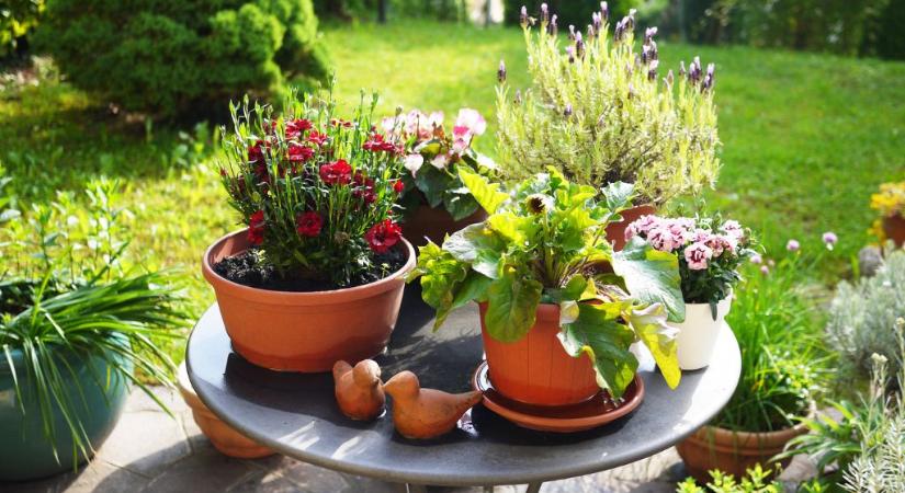 Virágcserép helyett: új trend terjed, erre a megoldásra váltanak most sokan