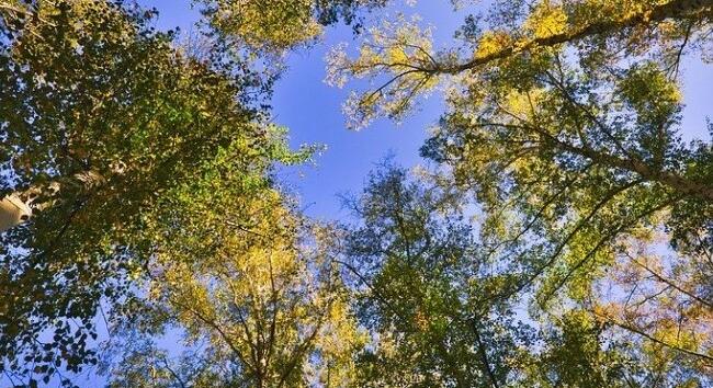 Március 21. - Az erdők világnapja: miért kulcsfontosságúak az erdők?