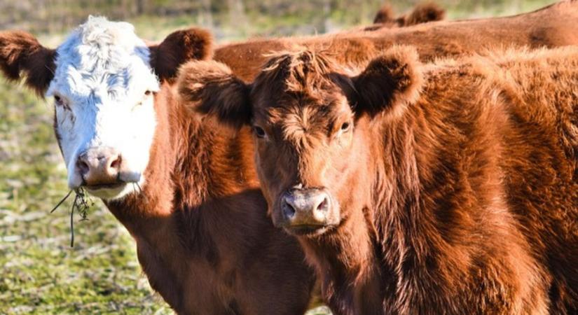 Most még elmondhatod a véleményedet az EU Állattenyésztési Stratégiájáról!