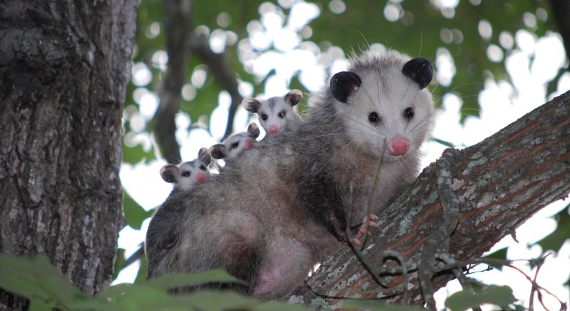 Sokk a reptéren: élő oposszum bújt a plüssök közé a repülőtér ajándékboltjában – videó