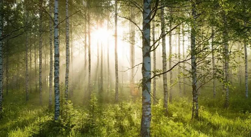 Titkos fegyver lehet a fák kérge