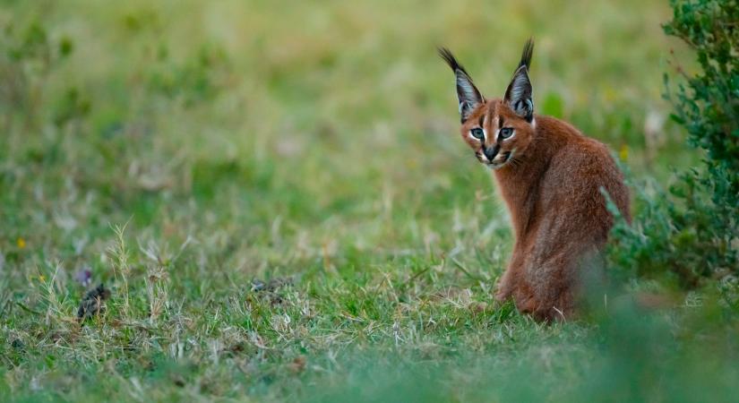 Felismered egy mondatból melyik vad macskafélére gondolunk? – Kvíz