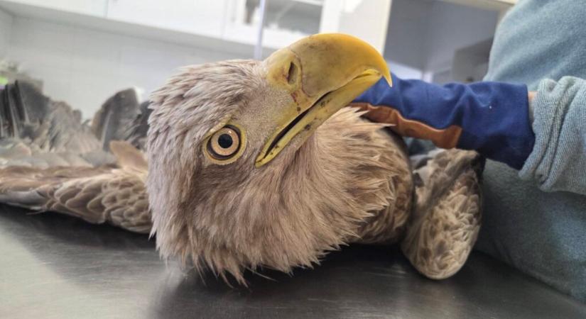 Fenséges ragadozót mentettek a Balatonnál