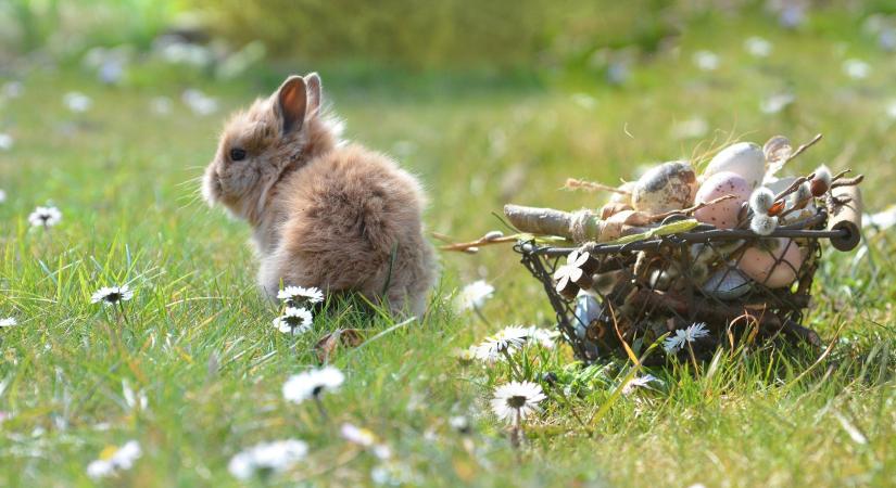 Miért ne ajándékozzunk élő állatot húsvétra?