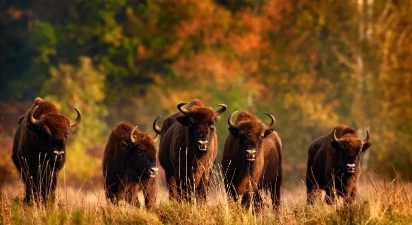 Ahol megállt az idő: 5 bakancslistás európai őserdő, amit egyszer látnod kell