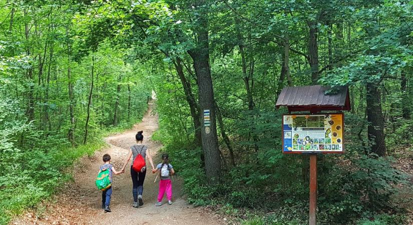 Szívj tiszta levegőt a kultúra erdejében is!