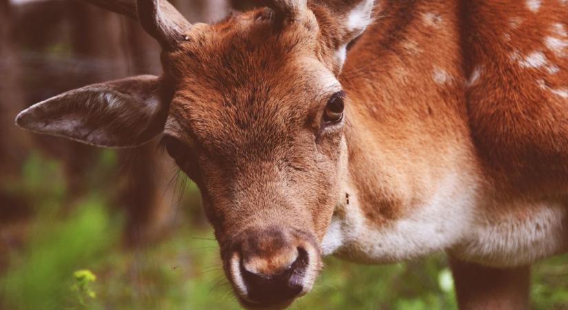Tippek a hétvégére - 9 eldugott zalai kirándulóhely, amit csak kevesen ismernek