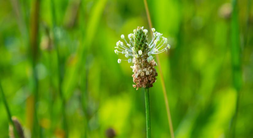 Milyen gyomnövény szedhető étkezési céllal márciusban?