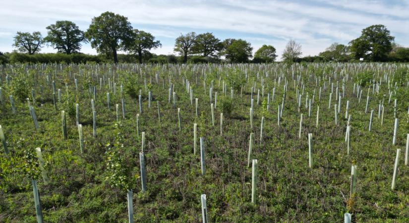 10 ezer facsemetét ültettek ebben a térségben: mégis, mi folyik itt?