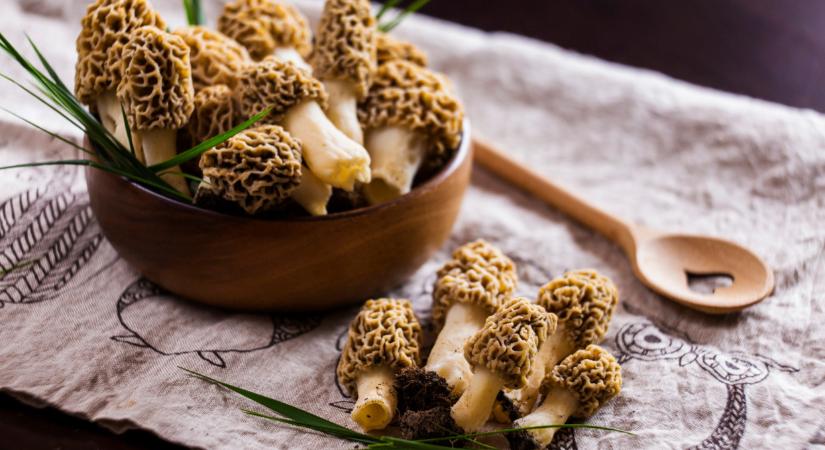 Előbújt a hazai erdők ínycsiklandó luxusgombája: 18-20 ezer kilója, mégis viszik, mint a cukrot