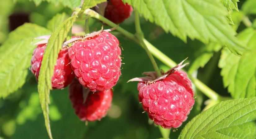 Málna és ribizli ültetés: mikor érdemes elvégezni?