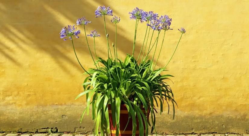 Lelj románcra szerelemvirággal: így ültess agapanthust