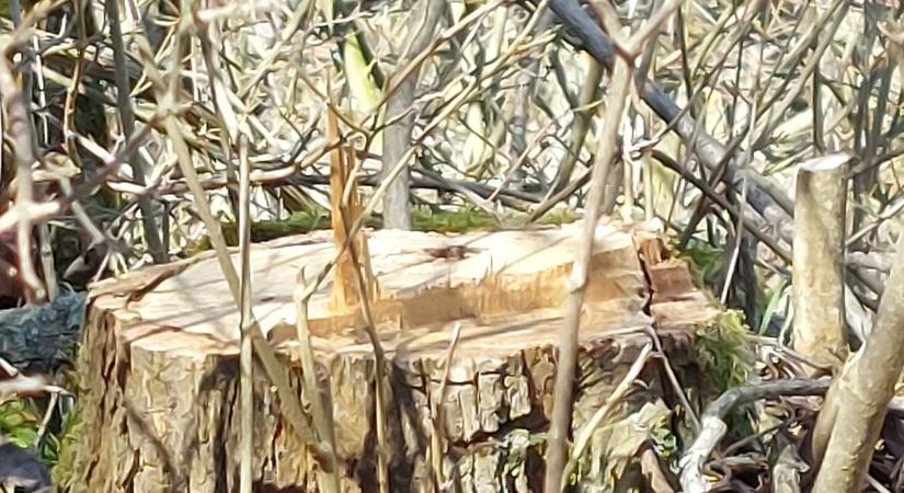 Fatolvajok járják a falut: az önkormányzat a lakosság segítségét kéri