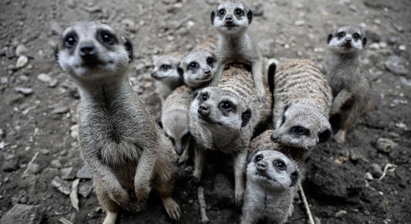 Turbó fokozatban a szurikáták a Szegedi Vadasparkban: alig bújtak elő, máris felforgatták a terepet