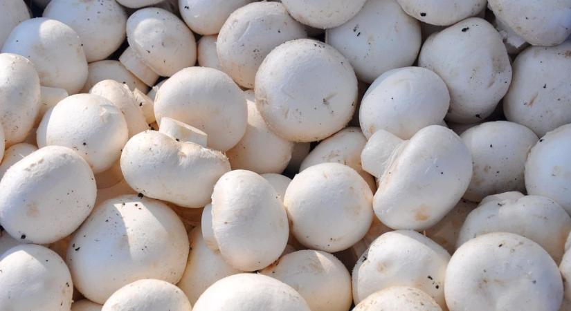 Váratlan ellenőrzések a gombatermesztőknél: vajon mindent rendben találtak?