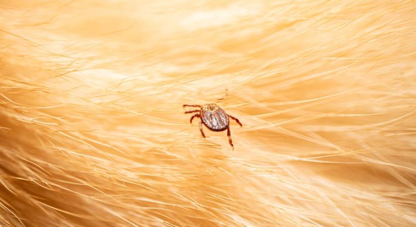 Nemcsak az erdőben élnek: ezek a helyek a kullancsok kedvencei az otthonában