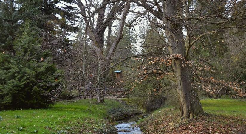A bakonyi arborétum fáiért is muzsikál a bazilikában a híres hegedűművész