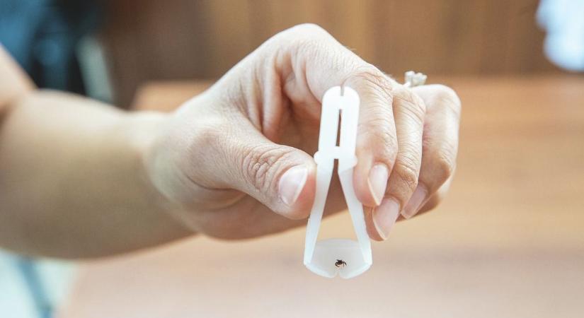 Kirándulás előtt ezt olvasd el! A kullancsok súlyos betegségeteket terjesztenek