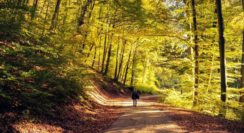 Klímaválság a Mecsekben: az örökerdő lehet a túlélés egyetlen záloga?